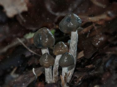 Psilocybe baeocystis